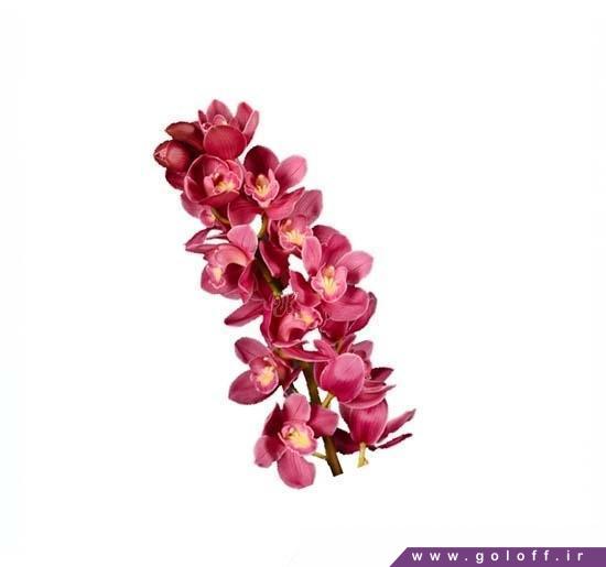 تک شاخه گل ارکیده سیمبیدیوم بلادنا - Cymbidium Orchid | گل آف